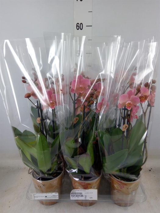 <h4>Phalaenopsis multi. 'Ant Treviso'</h4>