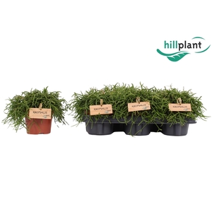 Rhipsalis Oasis P12