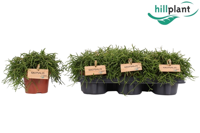 <h4>Rhipsalis Oasis 12 cm</h4>