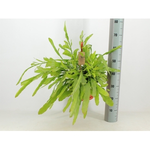 Epiphyllum   ...