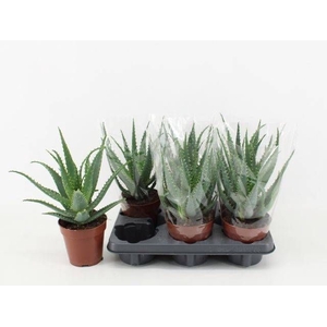 ALOE ARBORESCENS