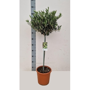 OLEA EUROPAEA