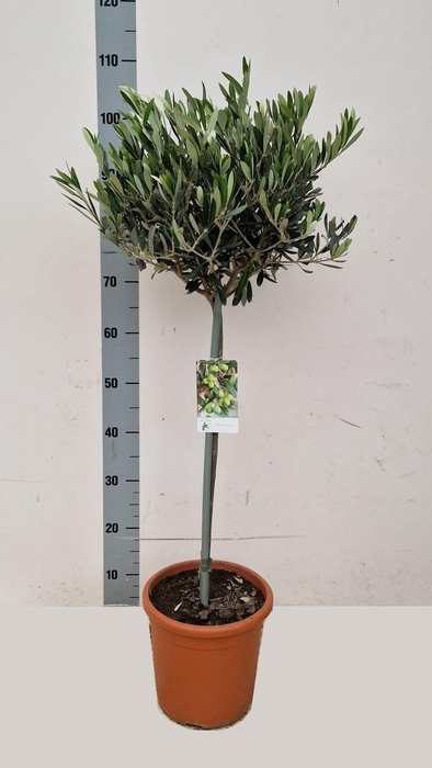 <h4>OLEA EUROPAEA</h4>