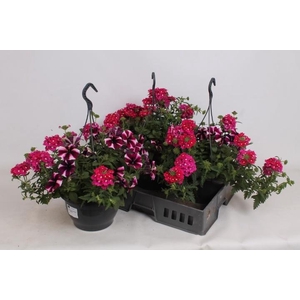 HANGING BASKETS