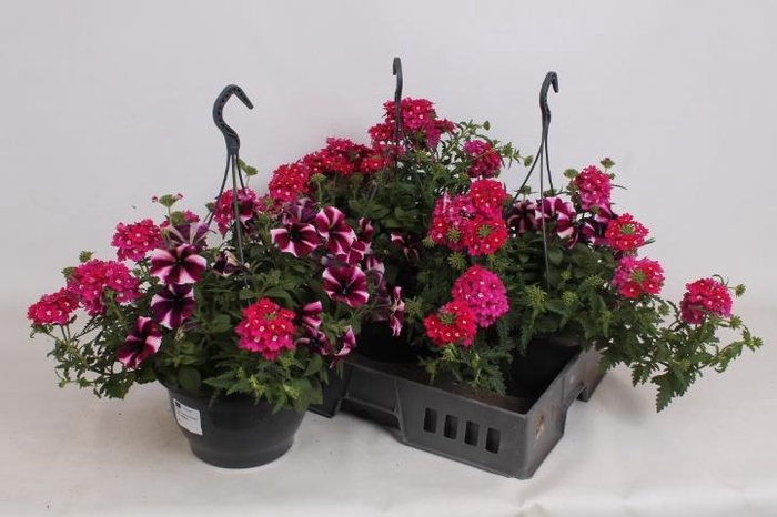 <h4>HANGING BASKETS</h4>