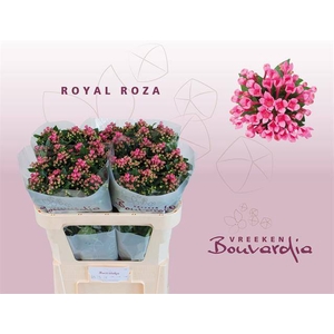 Bouvardia si roza