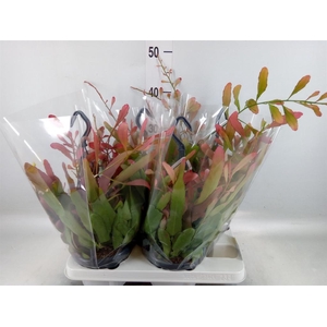 Rhipsalis   ...