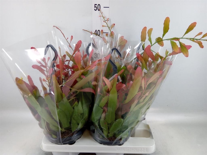 <h4>Rhipsalis   ...</h4>