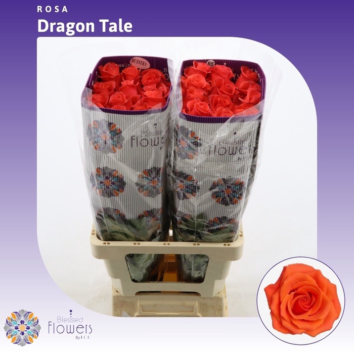 <h4>Rosa gr Dragon Tale | A2</h4>