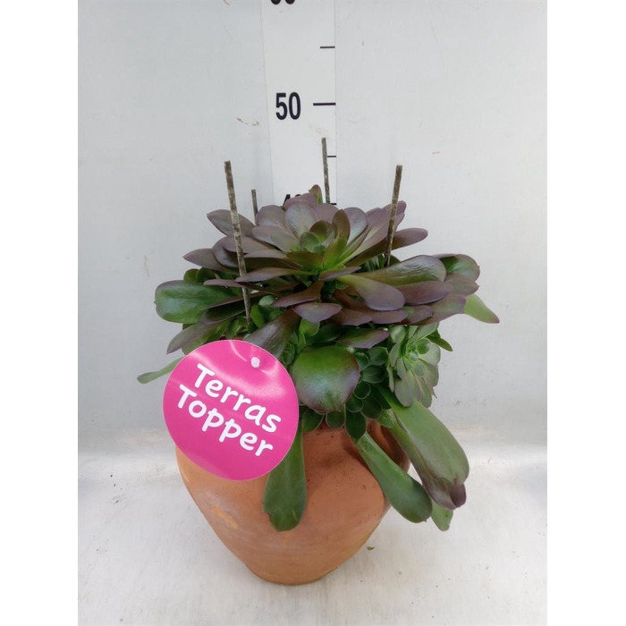 <h4>Aeonium arboreum 'Velours'</h4>