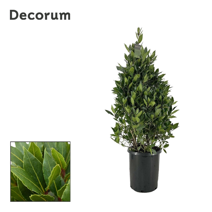 <h4>Laurus nobilis</h4>