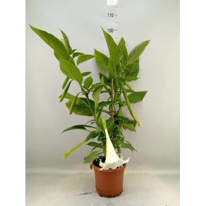 Brugmansia   ...