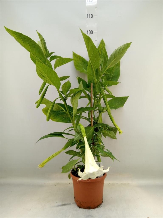 <h4>Brugmansia   ...</h4>