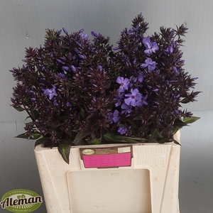 PHLOX P BLU PARADISE