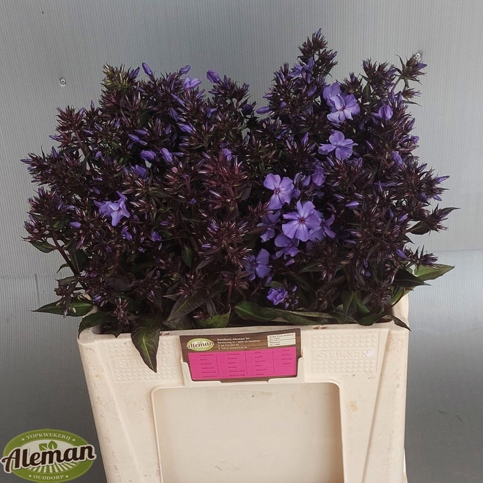 <h4>PHLOX P BLU PARADISE</h4>