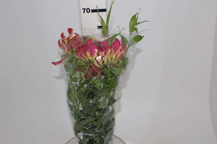 <h4>GLORIOSA 060 CM</h4>
