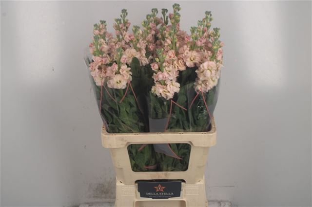 MATTH IRON APRICOT