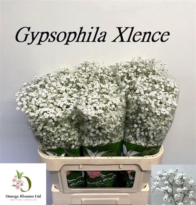 <h4>Gyps Pa Xlence</h4>