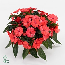 Impatiens New Guinea ''Tamarinda'' roze