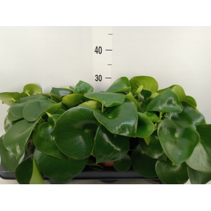 Peperomia polybotrya 'Raindrop'