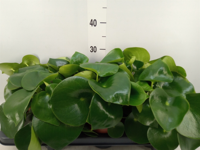 <h4>Peperomia polybotrya 'Raindrop'</h4>