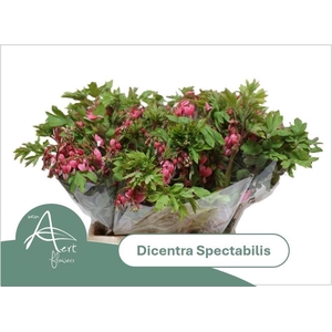 DICENTRA SPECTABILIS DICENTRA SPECT