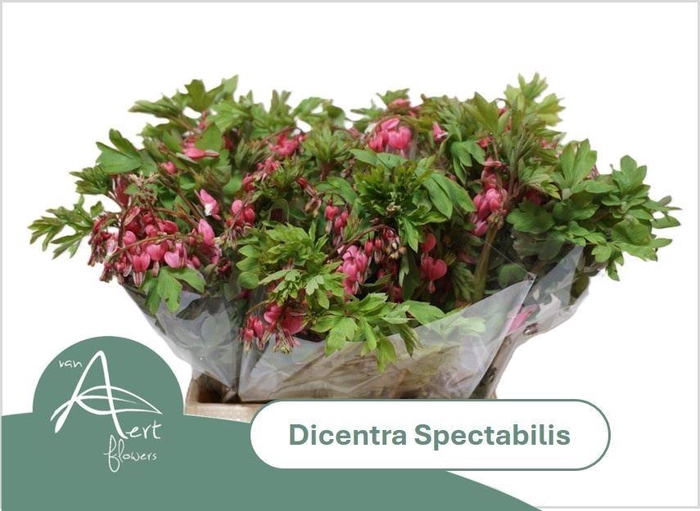 <h4>DICENTRA SPECTABILIS DICENTRA SPECT</h4>