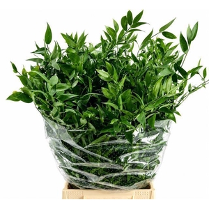 Ruscus aculeatus   ...klein blad