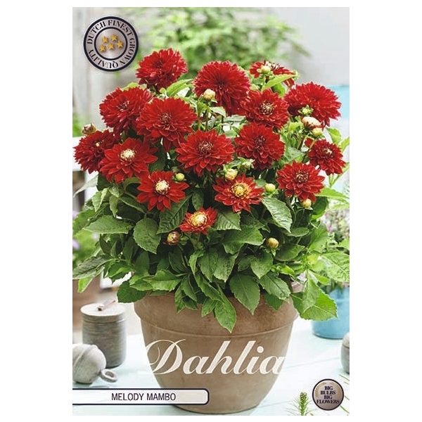 <h4>Dahlia Melody Mambo x1 l</h4>