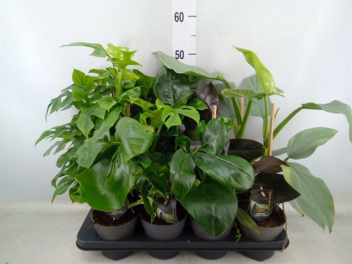 <h4>Philodendron   ...</h4>