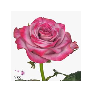 Rosa large deep purple