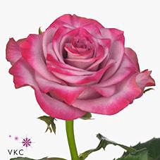 <h4>Rosa large deep purple</h4>