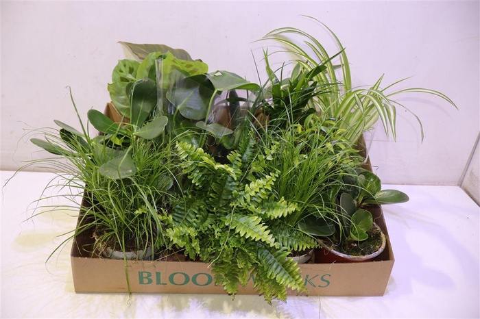 <h4>Kamerpl Gem Ov</h4>