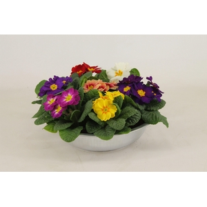 Primula Acaulis in Zinken Schaal Carnaval