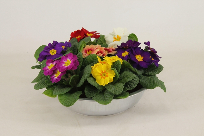 <h4>Primula Acaulis in Zinken Schaal Carnaval</h4>