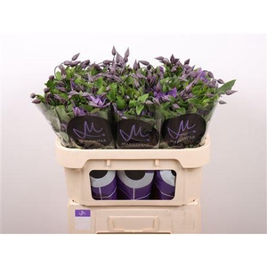 Clem Amazing Sofia 70cm