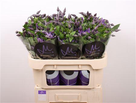 <h4>Clem Amazing Sofia 70cm</h4>