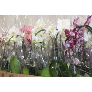 PHALAENOPSIS CASCATA P12 VARIADO 2 HT