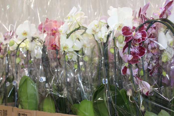 <h4>PHALAENOPSIS CASCATA P12 VARIADO 2 HT</h4>