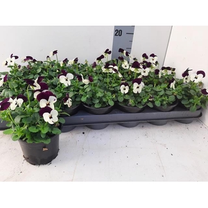 VIO CO EM WHI PU JUP