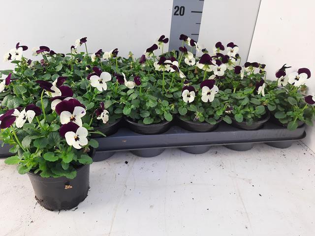 <h4>VIO CO EM WHI PU JUP</h4>