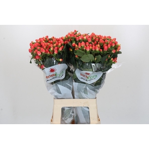 Hypericum Magical Royal Princess