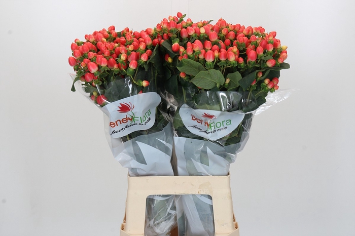 <h4>Hypericum Magical Royal Princess</h4>
