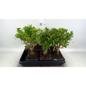 Bonsai ...mix