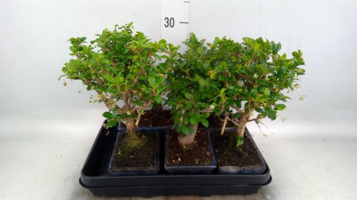 <h4>Bonsai   ...mix</h4>