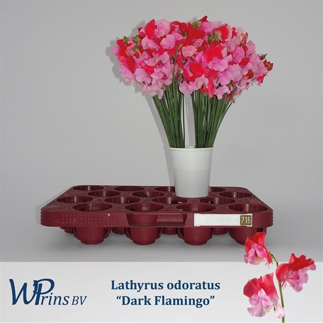 <h4>LATHYR DARK FLAMINGO</h4>