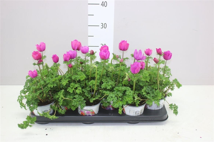 <h4>Anemone Coronaria Harmony Orchid</h4>