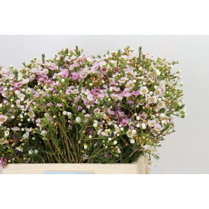 Chamelaucium Leilani
