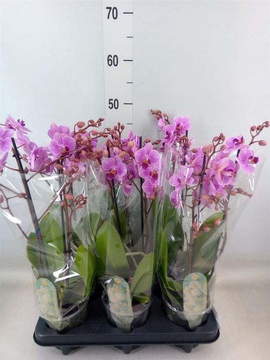 <h4>Phalaenopsis multi.   ...rose</h4>