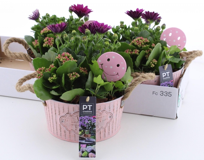 <h4>ARR TUINPLANTEN</h4>